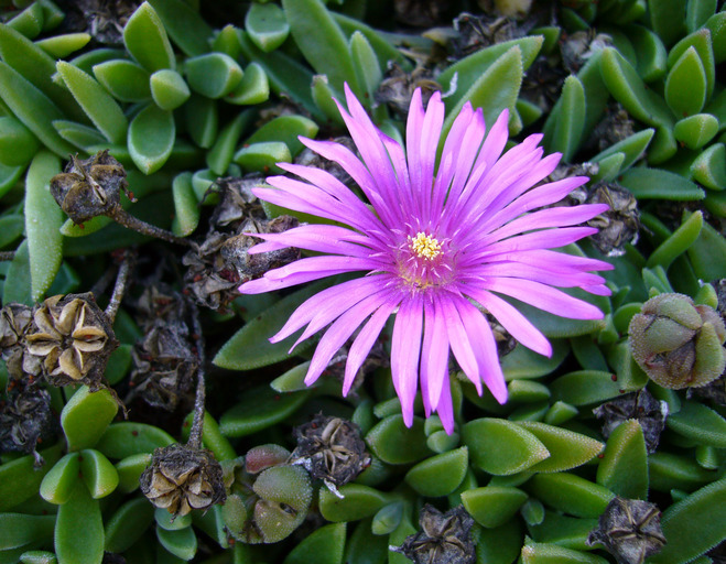 Imagem de Delosperma lavisiae L. Bol.