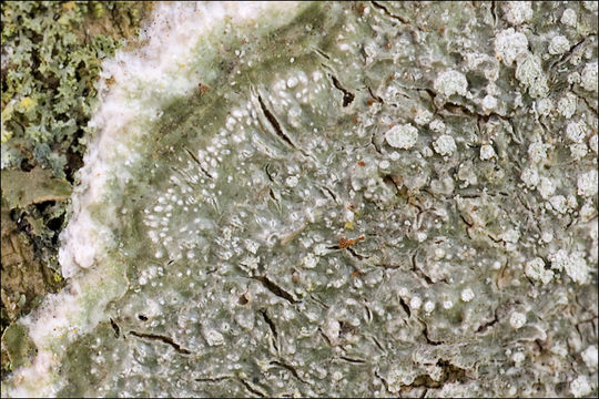 Image of pore lichen