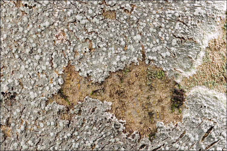 Image of pore lichen
