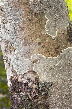 Image of pore lichen