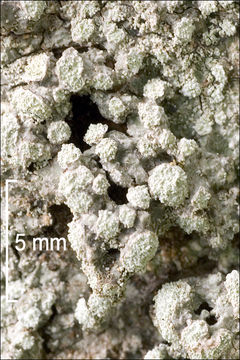 Image of pore lichen