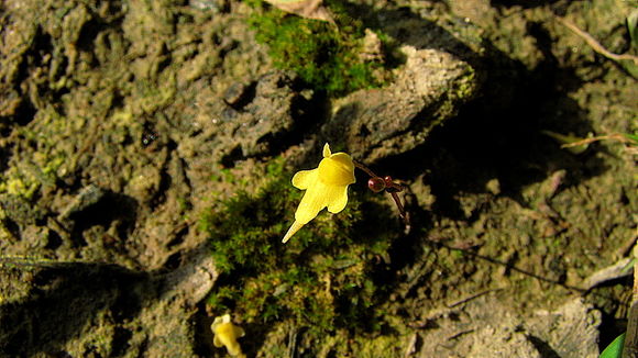 Utricularia triloba Benj. resmi