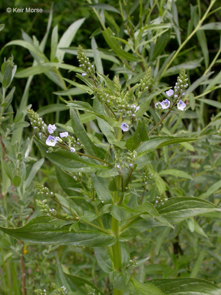 Image of Blue Water-speedwell