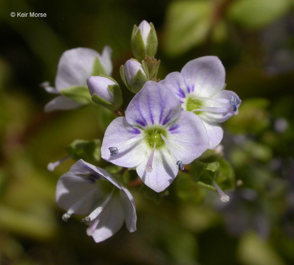 Image of Blue Water-speedwell