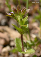 Image of common speedwell