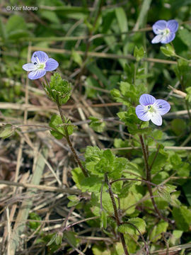 Image of birdeye speedwell