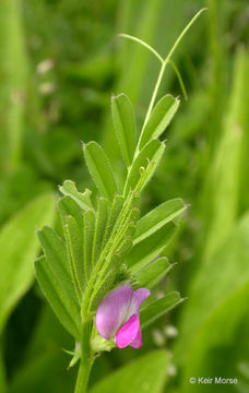 Imagem de Vicia sativa subsp. nigra (L.) Ehrh.