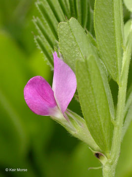 Imagem de Vicia sativa subsp. nigra (L.) Ehrh.