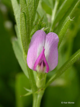 Imagem de Vicia sativa subsp. nigra (L.) Ehrh.