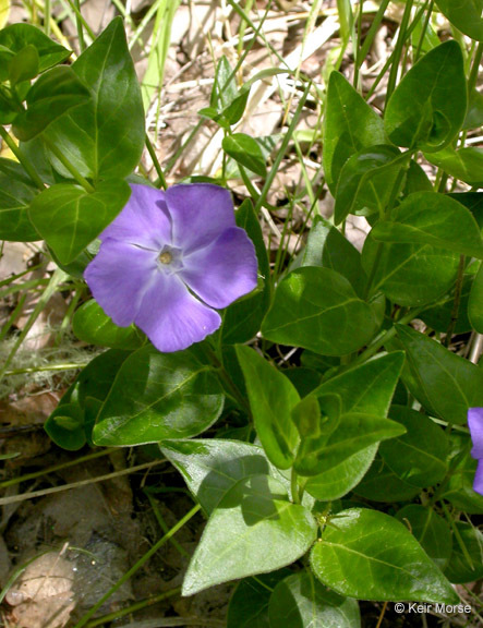 Image of Greater Periwinkle