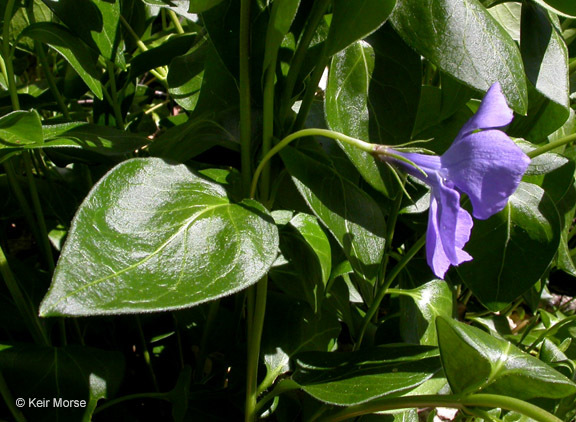 Image of Greater Periwinkle