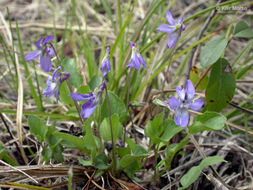 Image of Early Blue (Hook) Violet