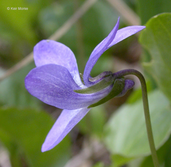 Image of Early Blue (Hook) Violet