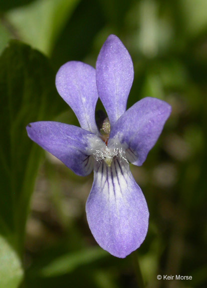 Image of Early Blue (Hook) Violet