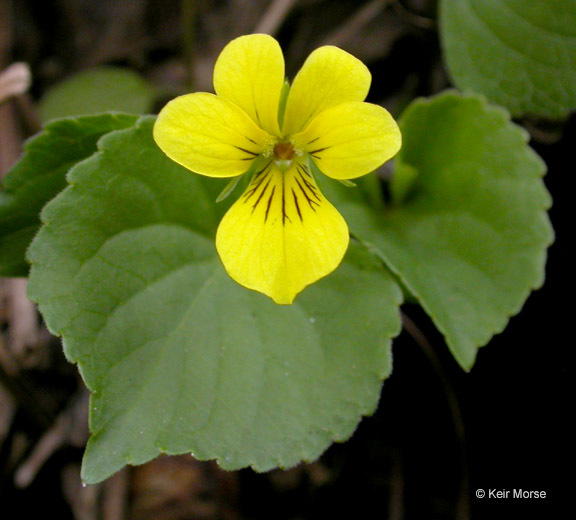 Image of Pioneer Violet