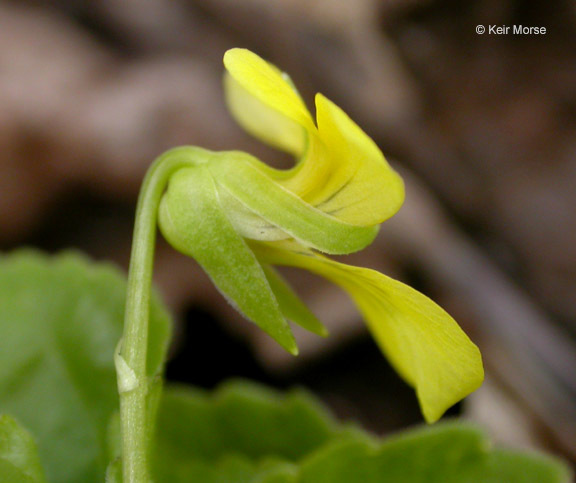 Image of Pioneer Violet