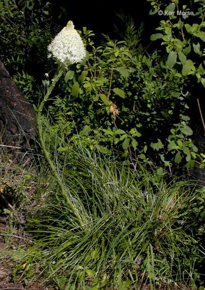 Image of Basket-grass