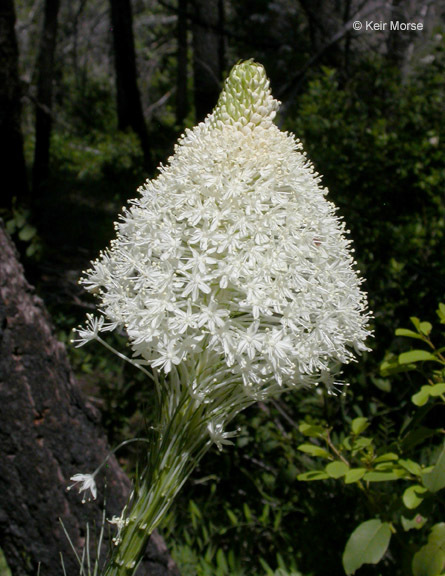 صورة Xerophyllum tenax (Pursh) Nutt.