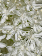 Image of Basket-grass