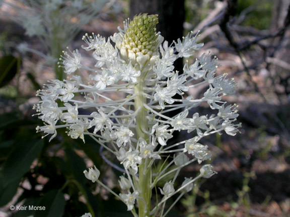 صورة Xerophyllum tenax (Pursh) Nutt.