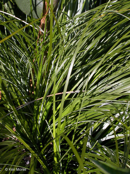 Image of Basket-grass