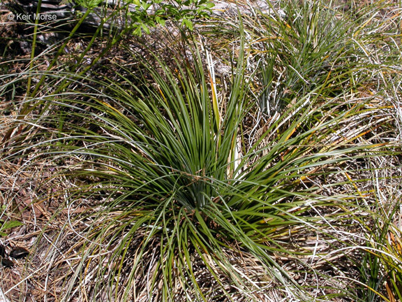 Image of Basket-grass