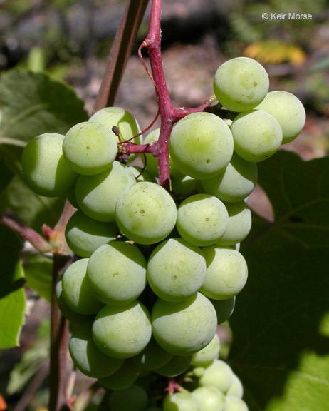 Image of California wild grape
