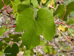Image of California wild grape