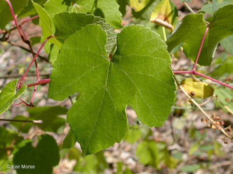 Imagem de Vitis californica Benth.