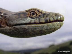 Image of Southern Alligator Lizard