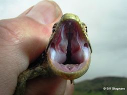 Image of Southern Alligator Lizard