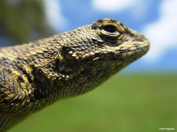 Image of Western Fence Lizard