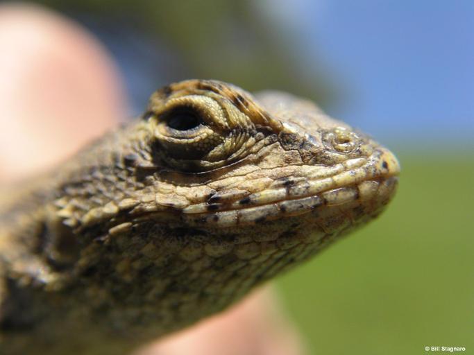 Image of Western Fence Lizard