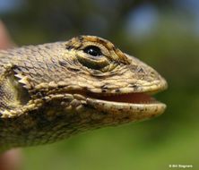 Image of Western Fence Lizard