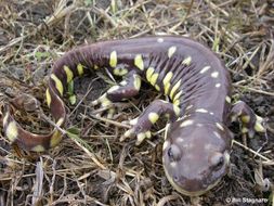 Image of California Tiger Salamander