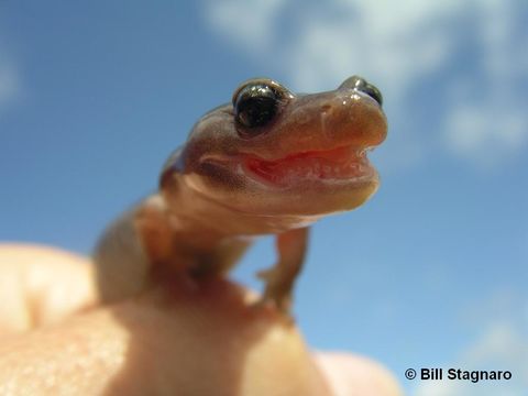 Image of Arboreal Salamander