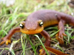 Image of California Newt