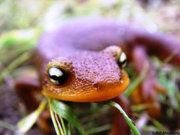 Image of California Newt