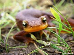 Image of California Newt