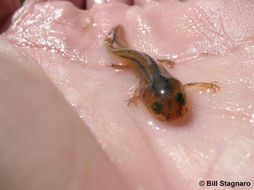 Image of California Newt