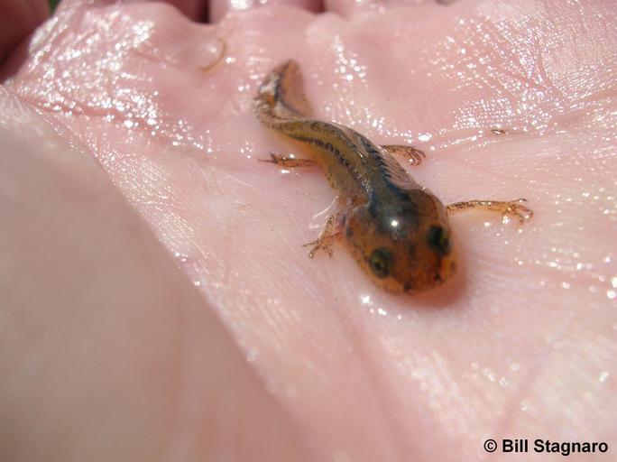 Image of California Newt