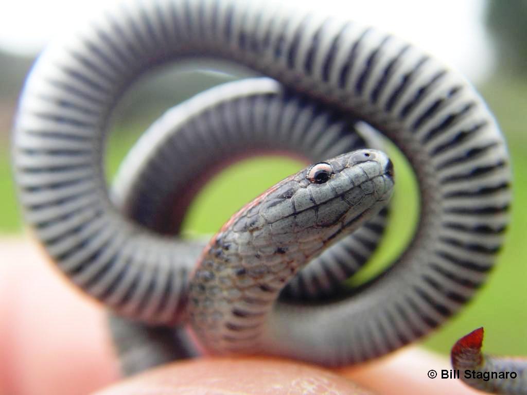 Image of Sharp-tailed Snake