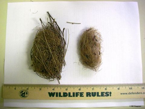 Image of Sonoma tree vole