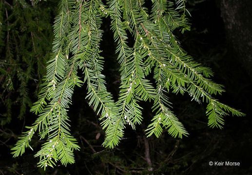 Image of Canadian Yew