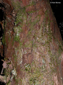 Image of Canadian Yew