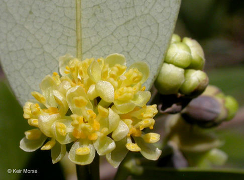 Umbellularia californica (Hook. & Arn.) Nutt. resmi