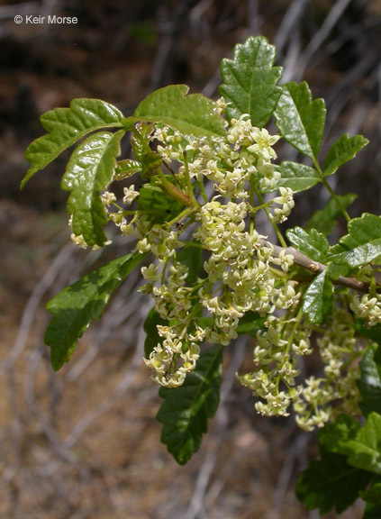 Image of Pacific poison oak