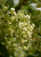 Image of Pacific poison oak