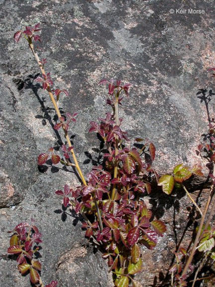 Image of Pacific poison oak