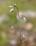 Image of sand fringepod